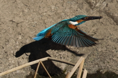 カワセミダイブ１5