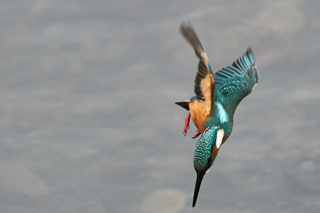 飛び出しから着水まで⑩