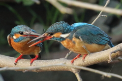 カワセミのカップル