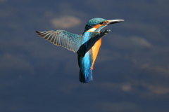 カワセミホバ（連続２）