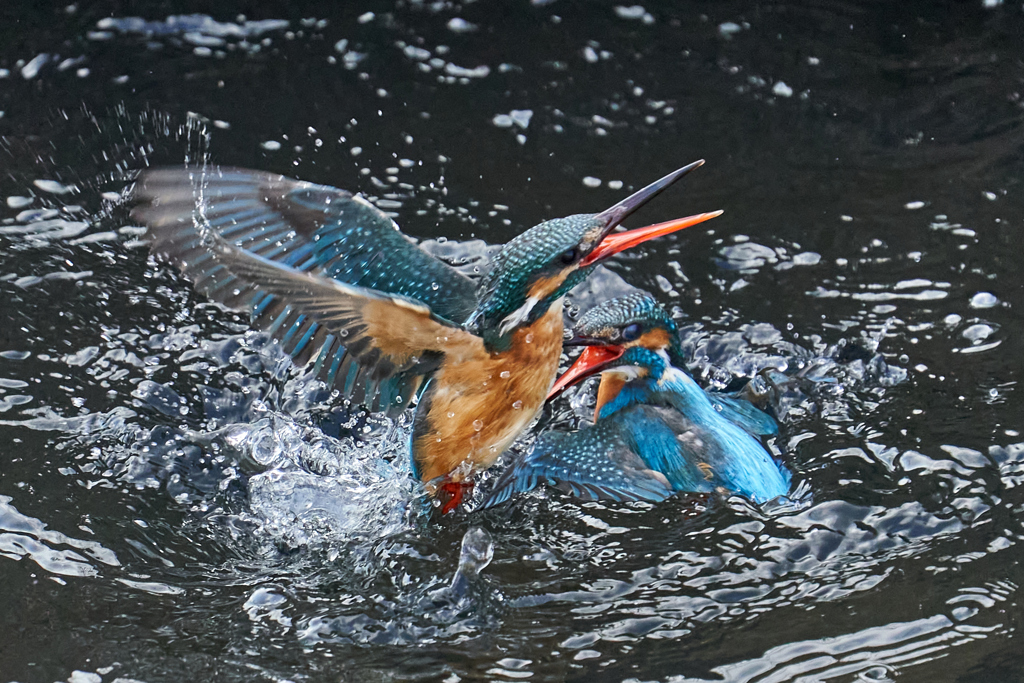 カワセミの縄張り争い2