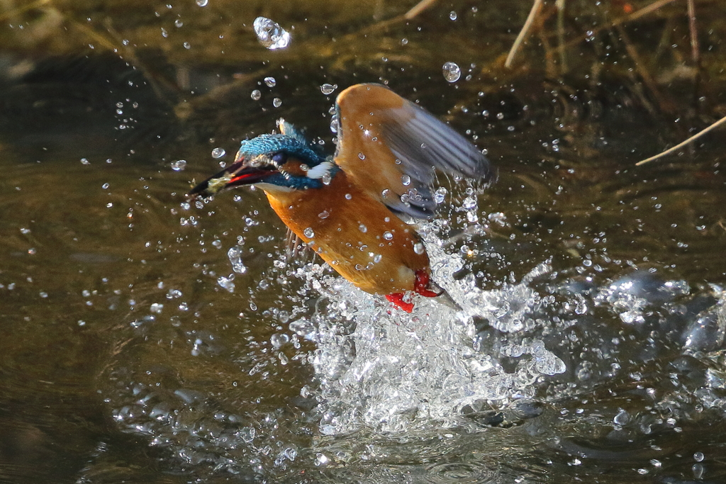 カワセミの水浴び１