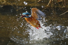 カワセミの水浴び１