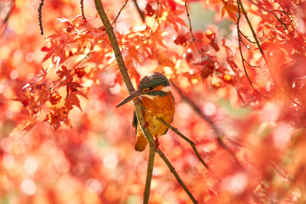 間違って圧縮ファイルを出してしまいました再掲　紅カワセミ