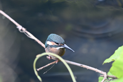 カワセミ幼鳥①