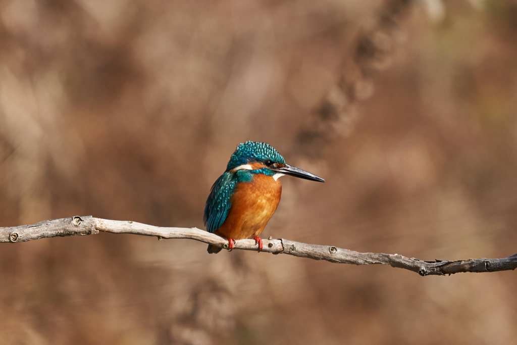 カワセミ留まりもの②
