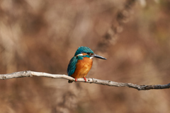 カワセミ留まりもの②