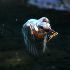 カワセミ