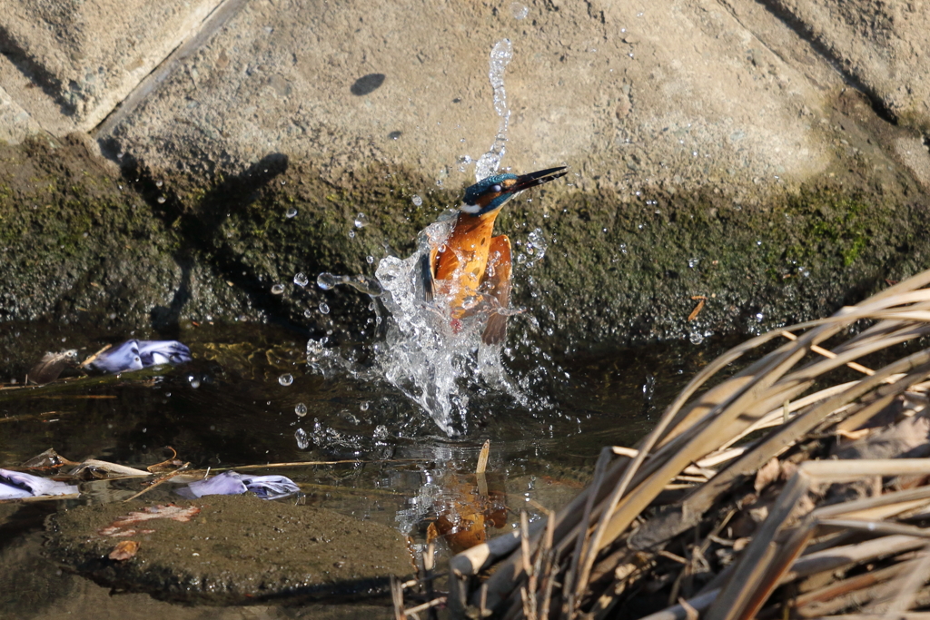 カワセミダイビング