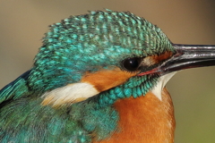 カワセミ♂拡大