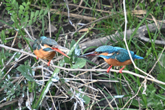 カワセミの恋の季節