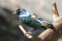 オアフ島の野鳥（３）