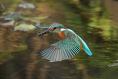 カワセミダイブ②