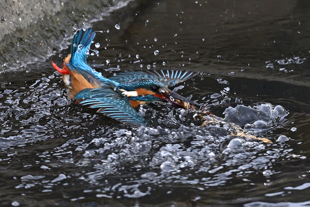 魚を捕るのが下手なカワセミ②