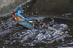 魚を捕るのが下手なカワセミ②