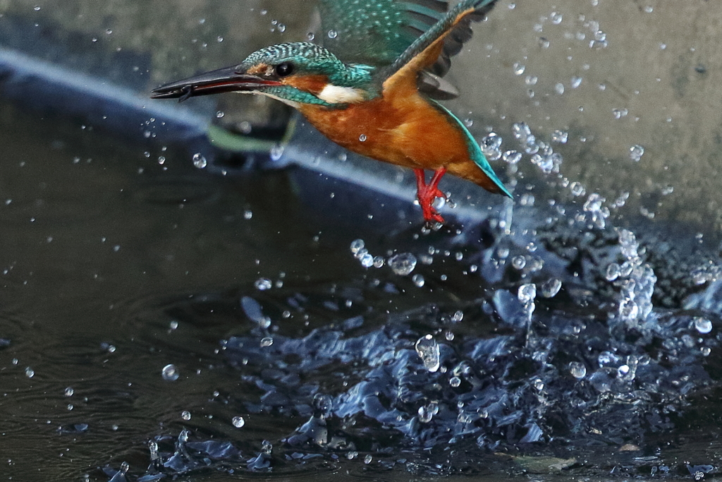 カワセミダイブ