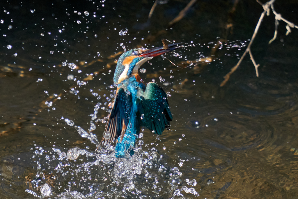 カワセミ水上がり