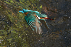 カワセミ１