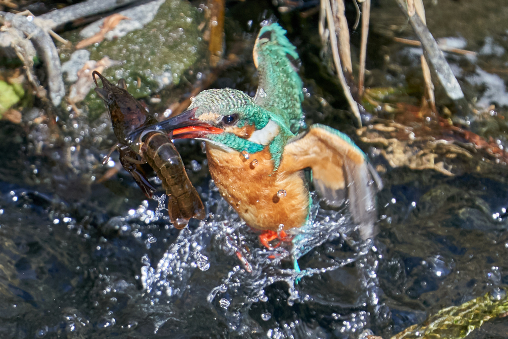 ちょっと大きめのザリガニゲット