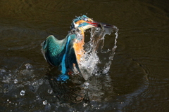 カワセミダイブ２