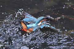大きな魚ゲット