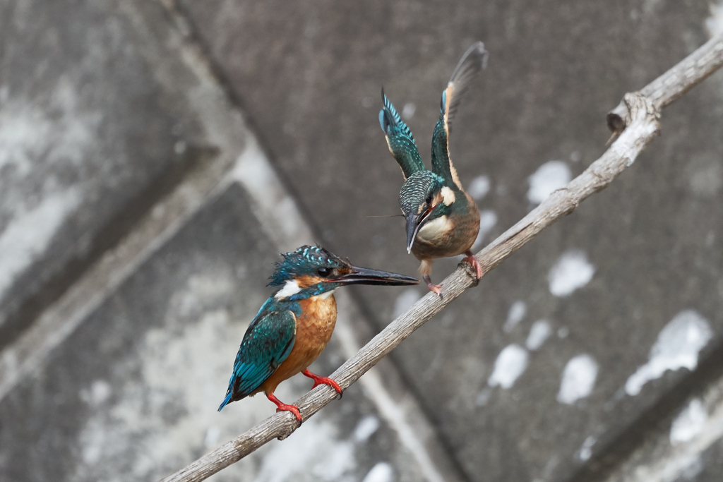 教育熱心なお父さん②