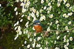 花とカワセミ