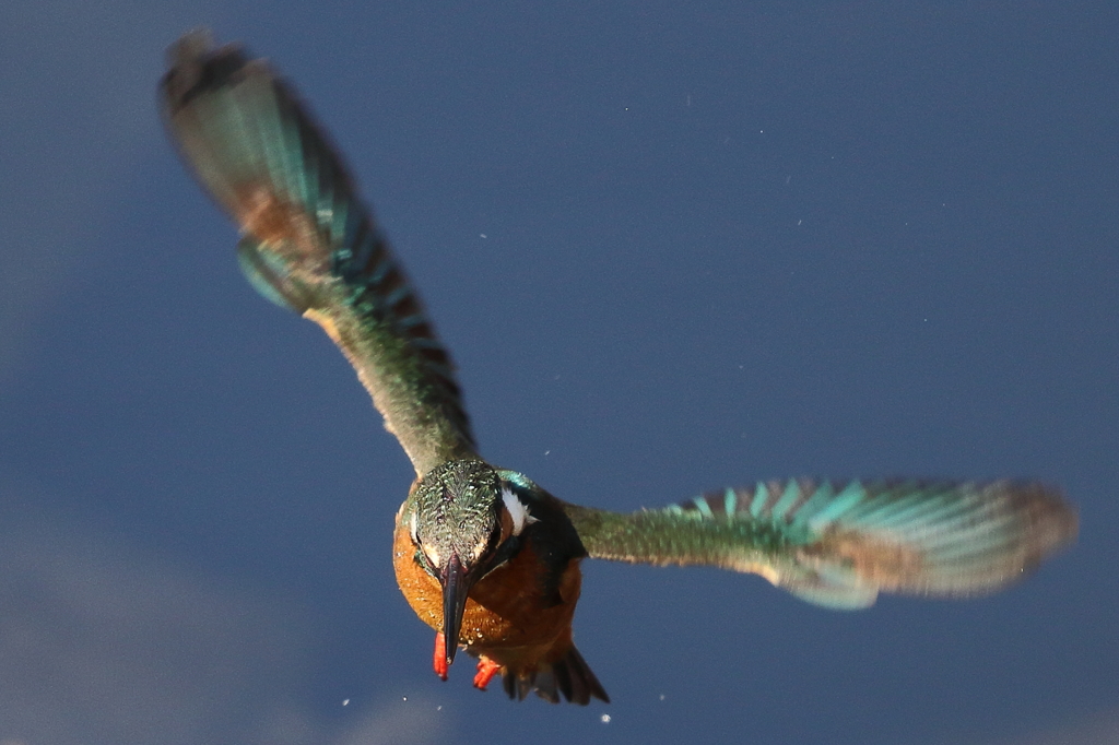 カワセミホバ４