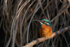 遠くを見つめて
