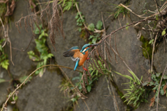 カワセミ