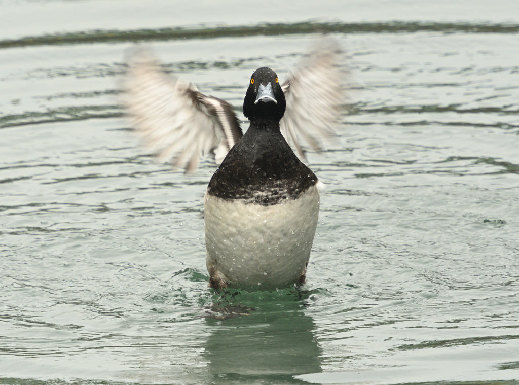 キンクロのバタバタ