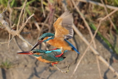 カワセミのカップル