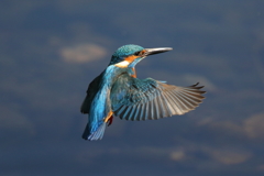 カワセミホバ（連続１0）