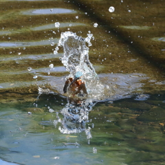 カワセミダイブ