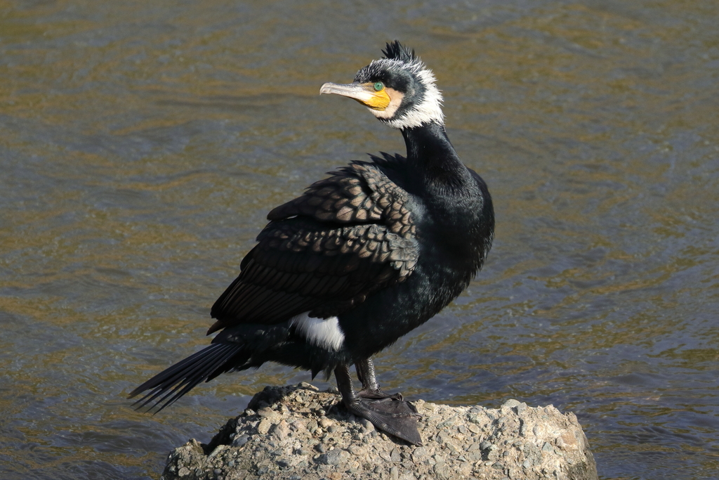 鶏冠頭のカワウ