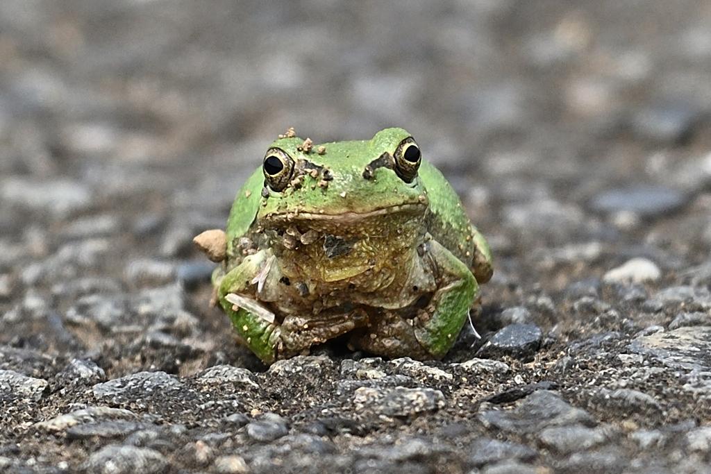 カエル
