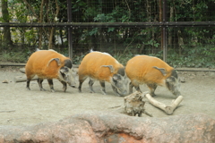 パシュート＠ズーラシア