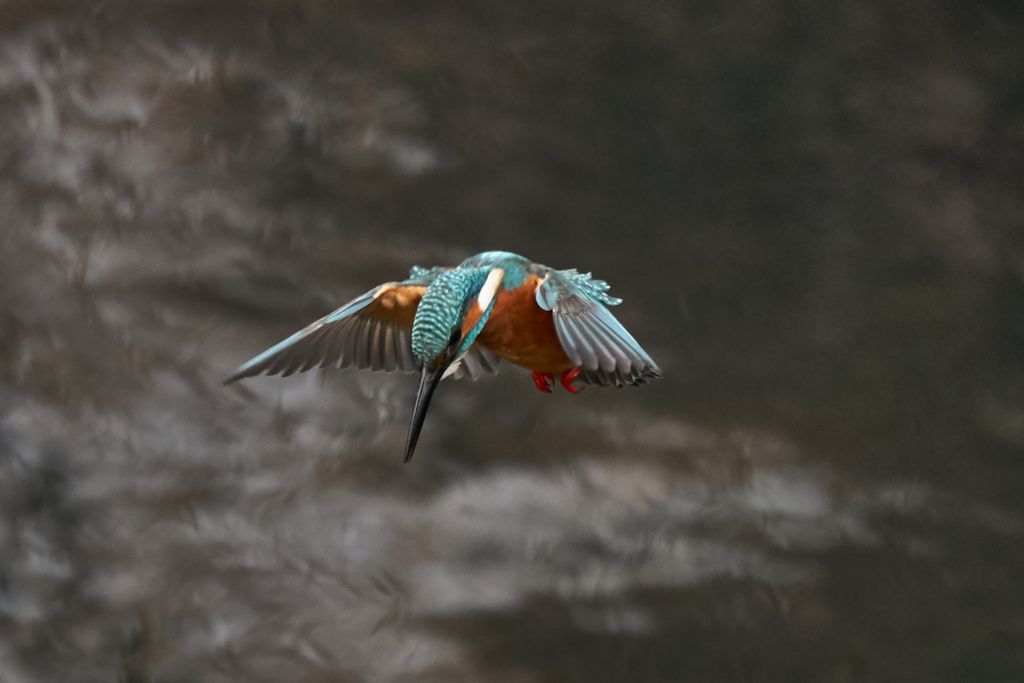 飛び出しから着水まで⑦