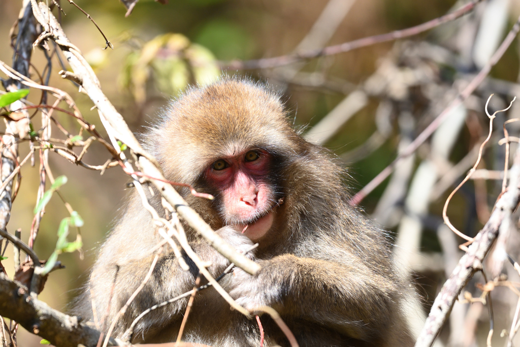 宮ケ瀬のサル