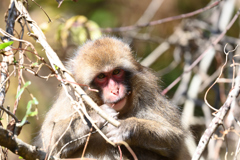 宮ケ瀬のサル