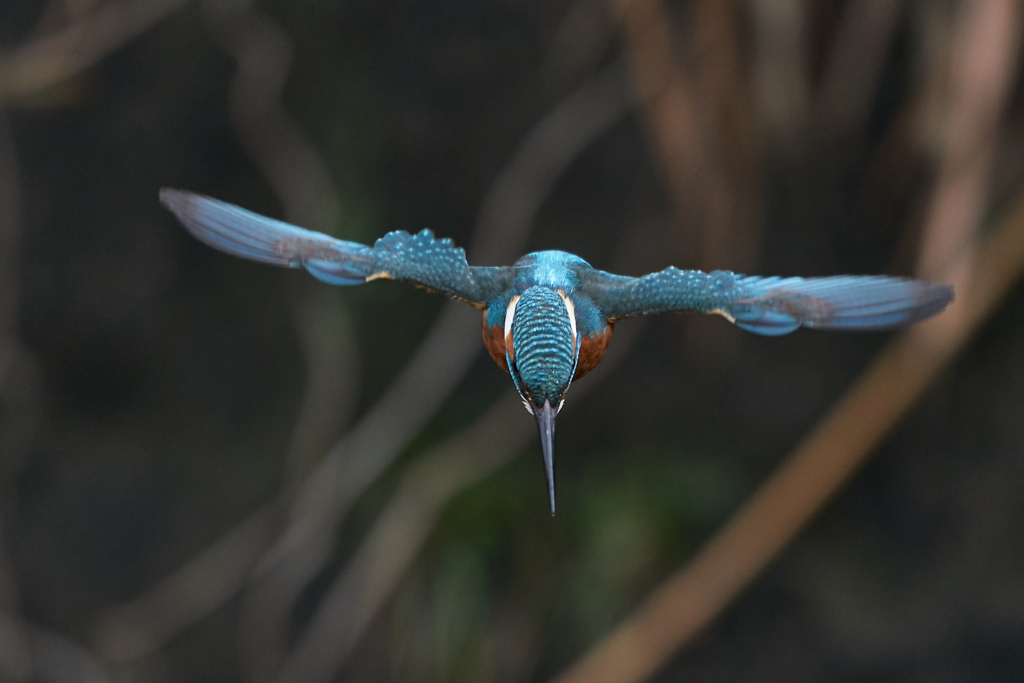飛び出しから着水まで③