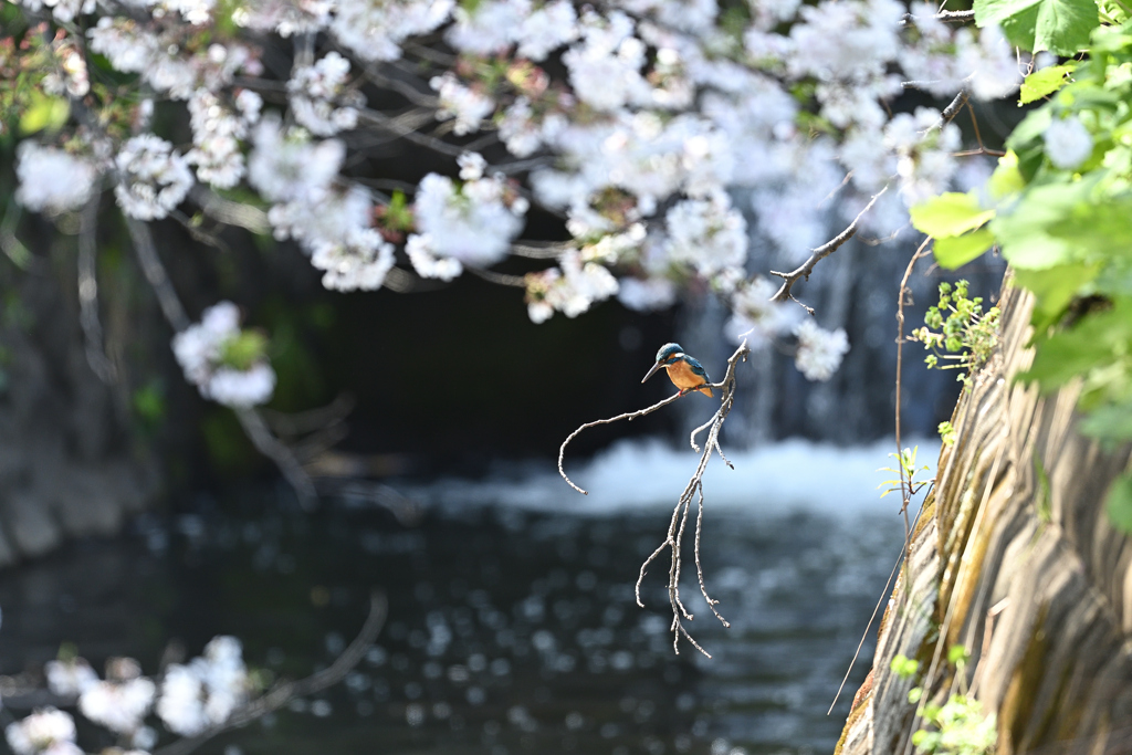 桜とカワセミ１