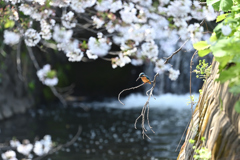 桜とカワセミ１