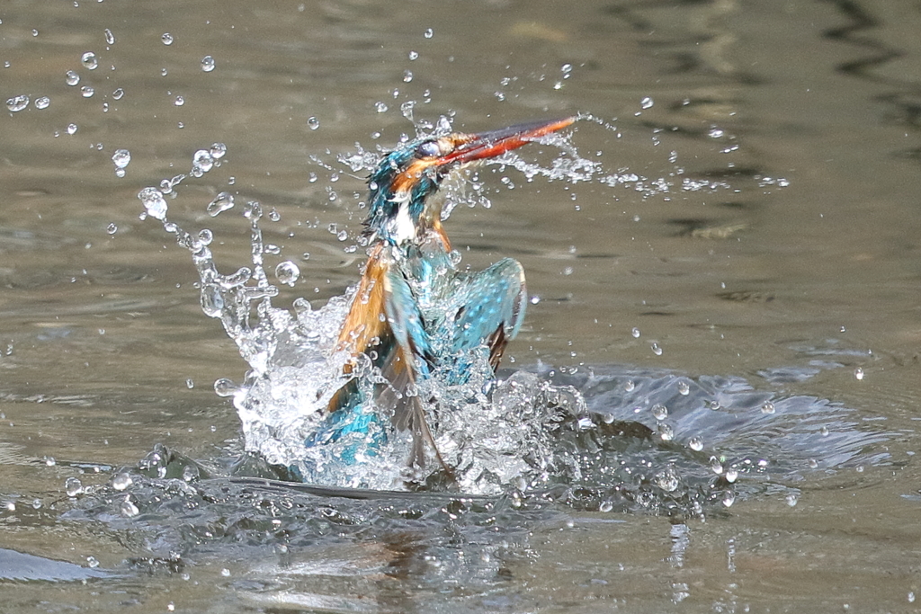 カワセミの水浴び③