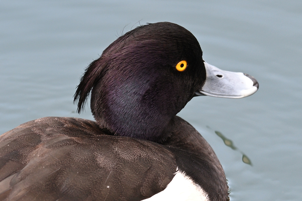 キンクロハジロ