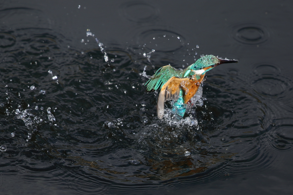 カワセミダイビング２