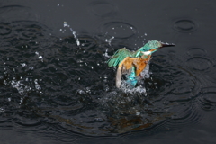 カワセミダイビング２