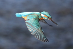 カワセミホバリング１