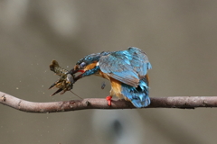 カワセミのランチ