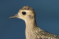 ハワイ島の野鳥（４）